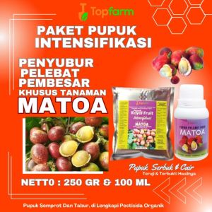 Pupuk Pelebat Buah Matoa / Obat Pohon Matoa Agar Cepat Berbuah / Pupuk Booster Pohon Matoa / Pupuk Pelebat Buah Tanaman Matoa