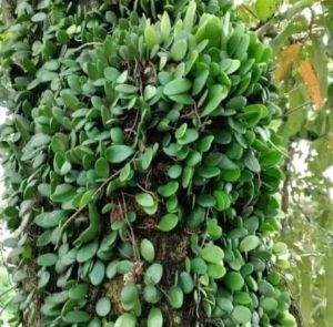 daun sisik naga daun picisan obat herbal alami segar hanya di petik saat di order 1kg
