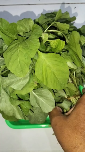 Benih Bayam Mangkok Hijau 25 gr YAJO cap Benih Prima Unggul Lebat Bisa Cabut & Potong