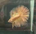 HALFMOON 24K SUPER GOLD BETTA (GRADE AAA) RARE SPECIMENS. 