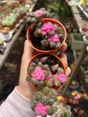 Echeveria 'Claudia' Rose Succulent 克罗地亚玫瑰多肉植物 | Lazada