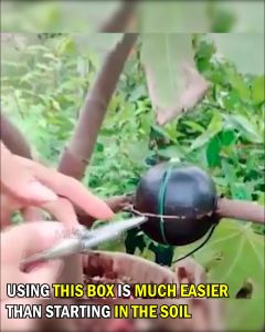 Plant Rooting Device Reusable Plant Box High Pressure Propagation Ball High Pressure Box Grafting