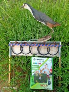 combo bẫy cuốc 1 Loa ws 898 1 thẻ nhớ 100 tiếng  1 thòng đa năng 1 cuốc giả