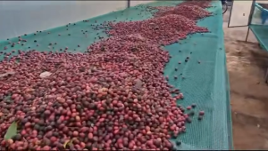 CÀ PHÊ ROBUSTA NGUYÊN CHẤT – ĐẶC SẢN TÂY NGUYÊN ĐẮK LẮK