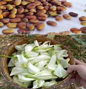 GROSIR MURAH!!! 300 BENIH UNGGUL TANAMAN SAYUR TURI PUTIH benih unggul pilihan