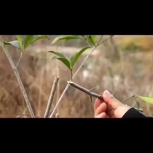 2 rolls of stretchable self-adhesive plant adhesive tape used for wrapping and protecting graft films for grafting trees