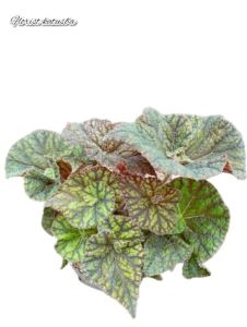 tanaman hias daun begonia keriting murah