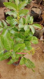 Bibit Kelengkeng Matalada Kondisi Berbunga Super Okulasi