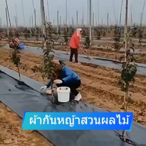 COD พลาสติกคลุมวัชพืช (เกรด A) - ผ้าคลุมดินคุณภาพสูง ป้องกันวัชพืชและรังสี UV สำหรับสวน ผลไม้ และผัก หมดปัญหาหญ้าขึ้น ง่ายต่อการติดตั้ง!