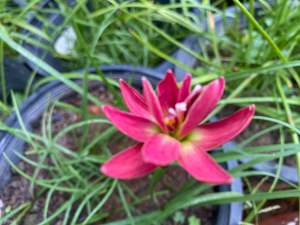 010.หัวดอกบัวดิน Silver Edge หัวละ 30 บาท