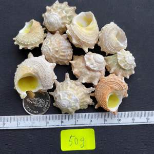 เปลือกหอยม้าน้ำ Seven star seahorse snail shell 50g 2-3.5cm qi