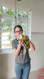 Khủng Long Nuốt Xe Ô Tô - Đồ Chơi Cho Bé Trai Mô Hình Khủng Long - Quà Tặng Sinh Nhật Cho Bé Tặng Kèm 6 Xe Ô Tô