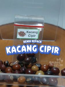 Benih Kacang Cipir Unggulan & Cara Budidaya