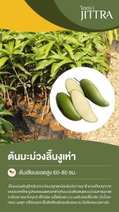 จิตตรา ต้นพันธุ์มะม่วงลิ้นงูเห่า เสียบยอดสูง 60-80 ซม. ปลูกปีเดียวติดลูก พร้อมส่ง เคลมฟรี ต้นพันธุ์ผลไม้ ต้นเตี้ย ผลดก