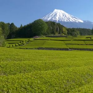 🔥【SG Ready Stock】Matcha tea set 4-in-1 traditional matcha stirrer set with bamboo matcha stirrer ceramic stirrer stand teaspoon and matcha bowl exquisite handmade matcha tea set