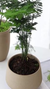 100g/200g Artificial Green Fake Moss Garden Plastic Moss Simulation Eternal Life Fake Moss