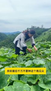 Benih Pucuk Labu(18 Seeds)/南瓜苗种子- 专吃藤茎嫩叶/Pumpkin Shoots Seeds