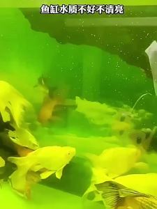 Aquarium Water Purification Tablets Purify Water Quality & Eliminate Fishy Odour Clarify Aquarium Water & Remove Impurities