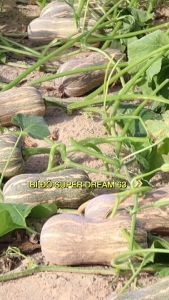 HẠT GIỐNG BÍ SUPER DREAM 63 | SIÊU NĂNG SUẤT