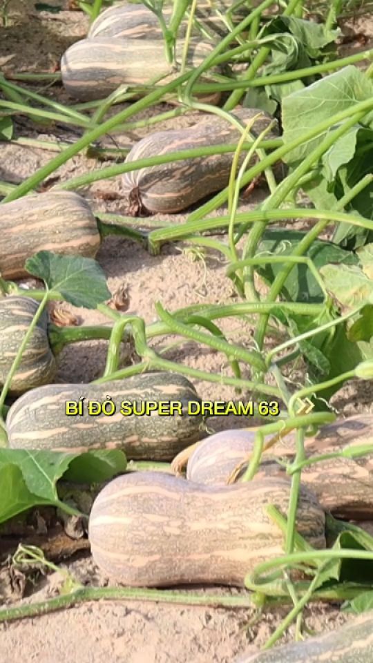 HẠT GIỐNG BÍ SUPER DREAM 63 | SIÊU NĂNG SUẤT