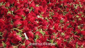 Preserved Fresh Flower Eucalyptus Leaf Copper Coin Eucalyptus Eucalyptus Leaves Preserved Fresh Flower Flower Material Special A Lobular Preserved Fresh Flower Factory Wholesale