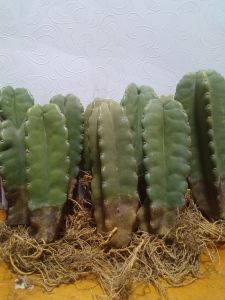 จามาคารู แค็กตัสทานผล ชำกิ่งมีรากแล้ว #สวยหรูดูแพง Jamaica ru ไม้ประดับ ไม้ฟอกอากาศ