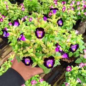 Tanaman Hias Bunga Torenia Mata Kucing