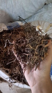 Murah Daun Krokot Kering / Rumput Gelang Kering Herbal Alami