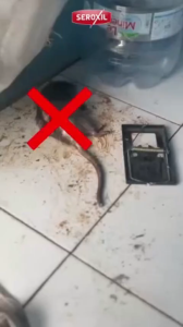 Krim Pengusir Tikus Alami Obat Pengusir Anti Tikus Ampuh Disinfectant Spray Tidak Beracun Tahan 5 Bulan Aman Untuk Hewan Peliharaan Rat Repellent Anti Tikus Mobil