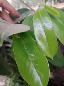 Daun sirsak segar 50 gram
