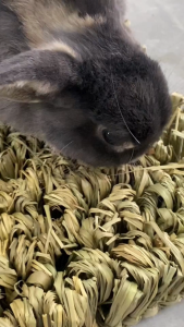 [24HR SHIP] HANDMADE GRASS STRAW MAT Rabbit Toys Pet Bed Rabbit Chinchilla Guinea Pig Mainan Arnab 兔子 天竺鼠 龙猫 宠物玩具 草垫 草丛