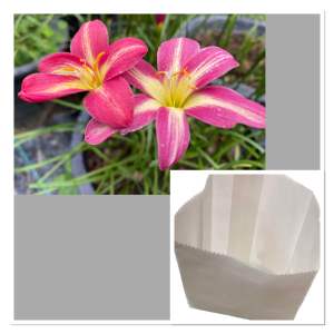 W.หัวดอกบัวดิน พลายแก้ว หัวละ 20 บาท