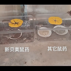 🐀หนูได้กลิ่นจะวิ่งหนีไป🐀สูตรตายแห้ง หนูตายแห้ง ไม่มีกลิ่นเหม็น ยาเบื่อหนูแห้ง ตายไม่มีกลิ่น ปลอดภัยต่อเด็กและสัตว์