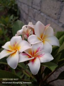 BIBIT CUTTING PLUMERIA NEW SEEDLING NO NAME