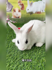 Miếng Giải Nhiệt Băng Tuyết Dành Cho Hamster Thỏ Bọ - Giữ Mát Mùa Hè Cho Thú Cưng Cưng Của Bạn - T3 PETS SHOP