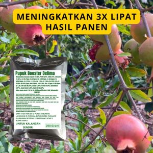 Pupuk Booster Delima: Cara Meningkatkan Kualitas Buah Delima