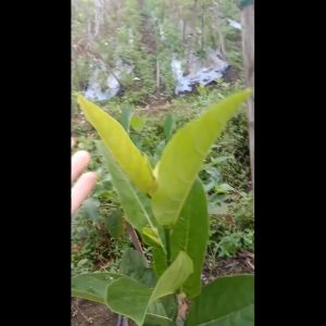 Bibit Nangka Sayur Super Cepat Berbuah