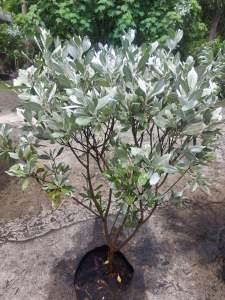 ต้นกระดุมไม้ใบเงิน  ใบสีเงิน ฟอร์มสวย ทนแดด เทียบเท่าขนาดกระถาง15นิ้ว