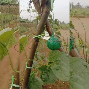 Perangkap Lalat Buah: Mengenal Perangkap Lalat Reusable & Mudah Digunakan