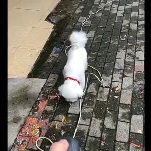 【2024 NEW】Dog Repellent Ultrasonic LED Dog Repellent Outdoor Anti-Dog Biting Dog Powerful Ultrasonic Dog Repellent Dog Repellent Dog Stop Barking Dog Bombardment Dog Avoidance Tool