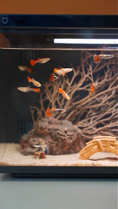 Xiaomi ตู้ปลาอัจฉริยะ Mijia Smart Ecological Fish Tank ตู้ปลาตั้งโต๊ะ ปรับไฟหลายสี เชื่อมต่อและควบคุมผ่านแอพได้