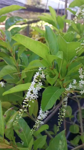 ต้นบุหงาส่าหรี ไม้มงคล ดอกดก ไม้หอมออกดอกตลอดปี !! กระถาง 8 นิ้ว ส่งทั้งกระถาง ไม้ประดับดอกมีกลิ่นหอม