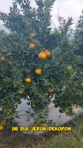 Bibit Buah Jeruk Dekopon: Cepat Berbuah & Berbuah di Dalam Pot