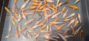 koi fish tanpa sisik mix sisik size 7-8cm  isi 25 ekor
