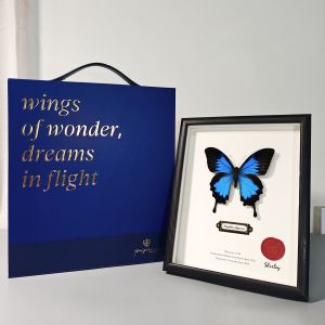 Blue Butterfly Specimen Display Box Couple Gift Birthday Graduation Real Butterfly Finished Product Ornament Home Decor