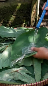 Daun Talas Segar 10 Lembar – Daun Talas untuk Buntil Masakan Tradisional