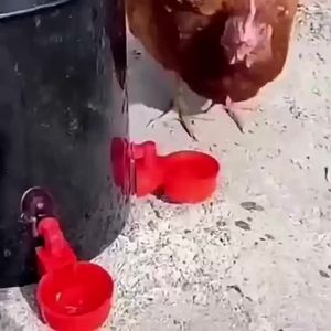 * 10/20Pcs Chicken Duck Drinking Cup Automatic Drinker Chicken Feeder Plastic Poultry Farm Water Drinking Cups Easy Installation