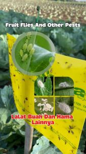 LIKAT KUNING: Perangkap Lem untuk Hama Serangga Imago yang Efektif