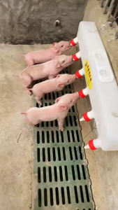 Pigs and sheep use milkers with long double-sided single-sided multi-nozzle nipples for breastfeeding and heating. The milk is given to the piglets and young lambs to drink. Animals use it.