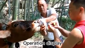 ห่วงจมูกวัว สแตนเลส ถอด 8 ซม. 1ชิ้น สำหรับจมูกวัว โค กระบือ ไม่เป็นสนิม